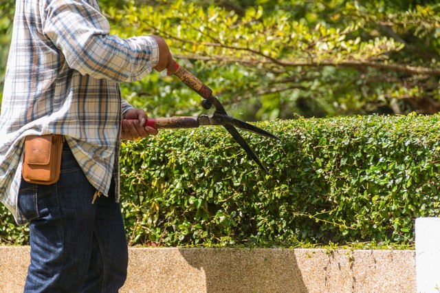 Garden Maintenance Forest Gate, Upton Park, E7